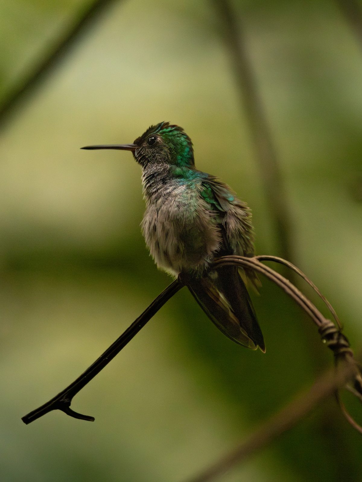 Blue-chested Hummingbird