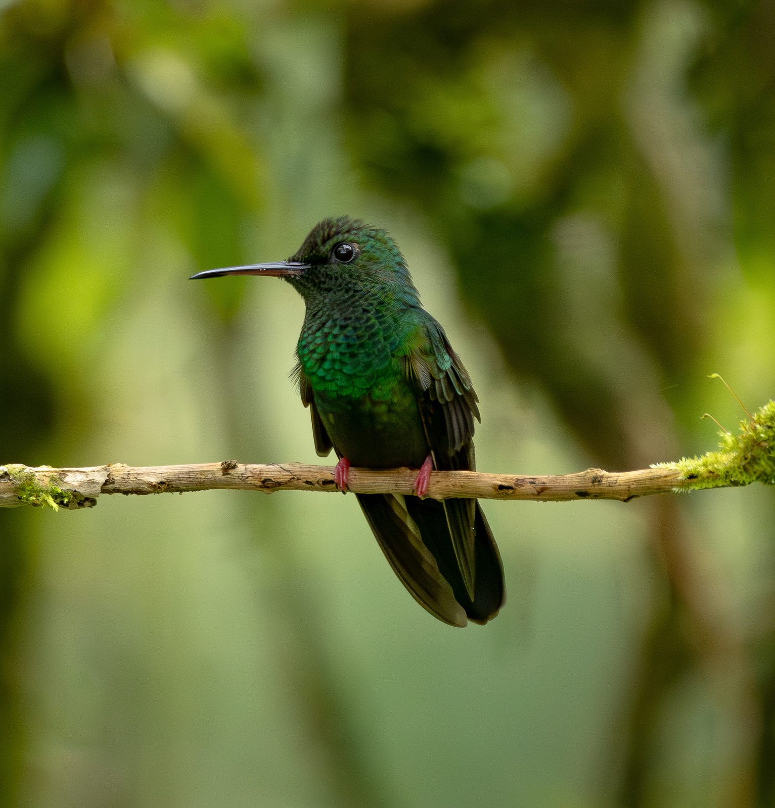 Bronze-tailed Plumeleteer