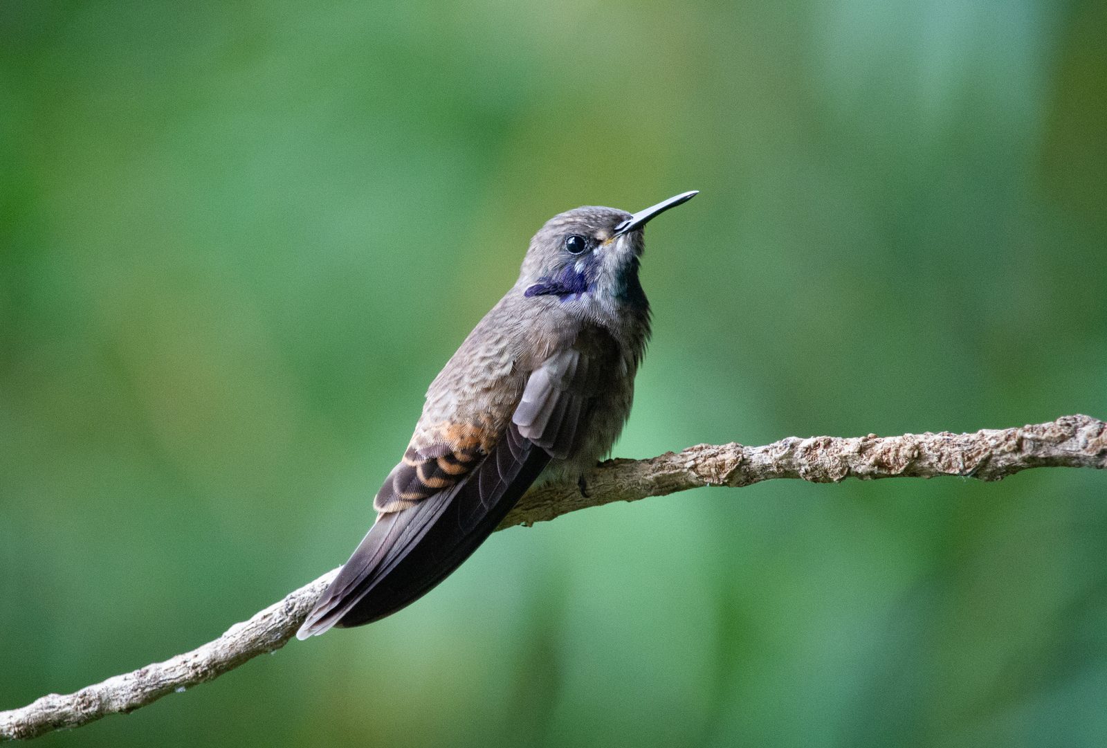 Brown Violetear