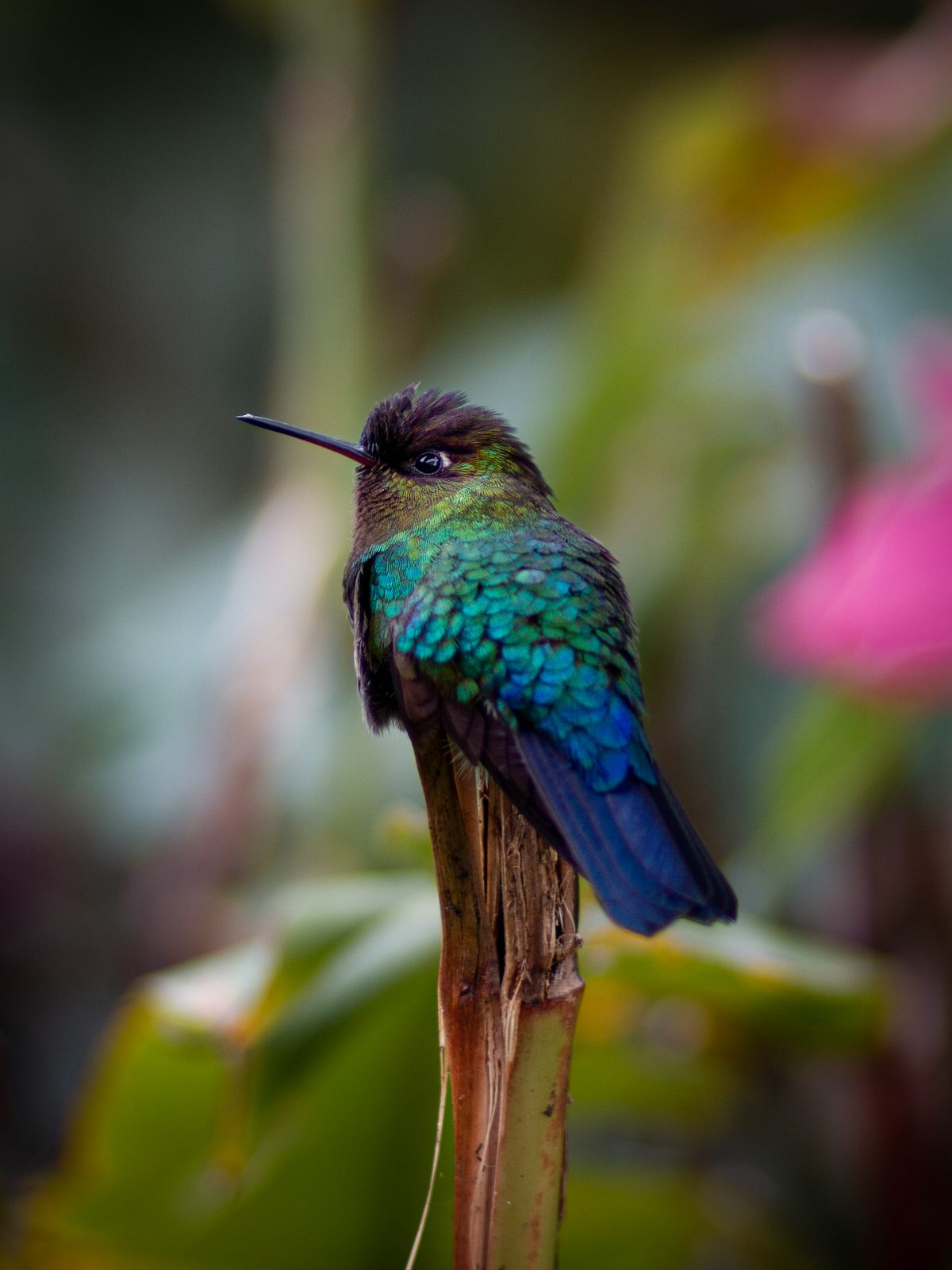 Fiery-throated Hummingbird