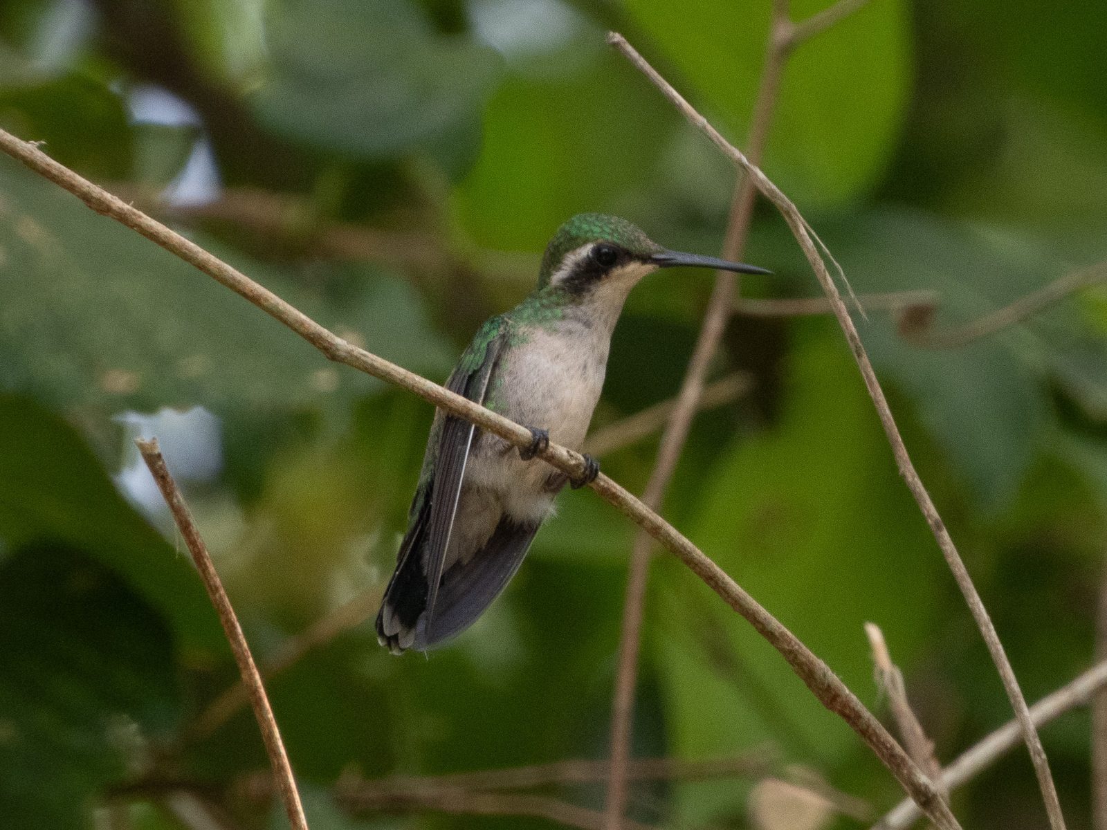 Garden Emerald