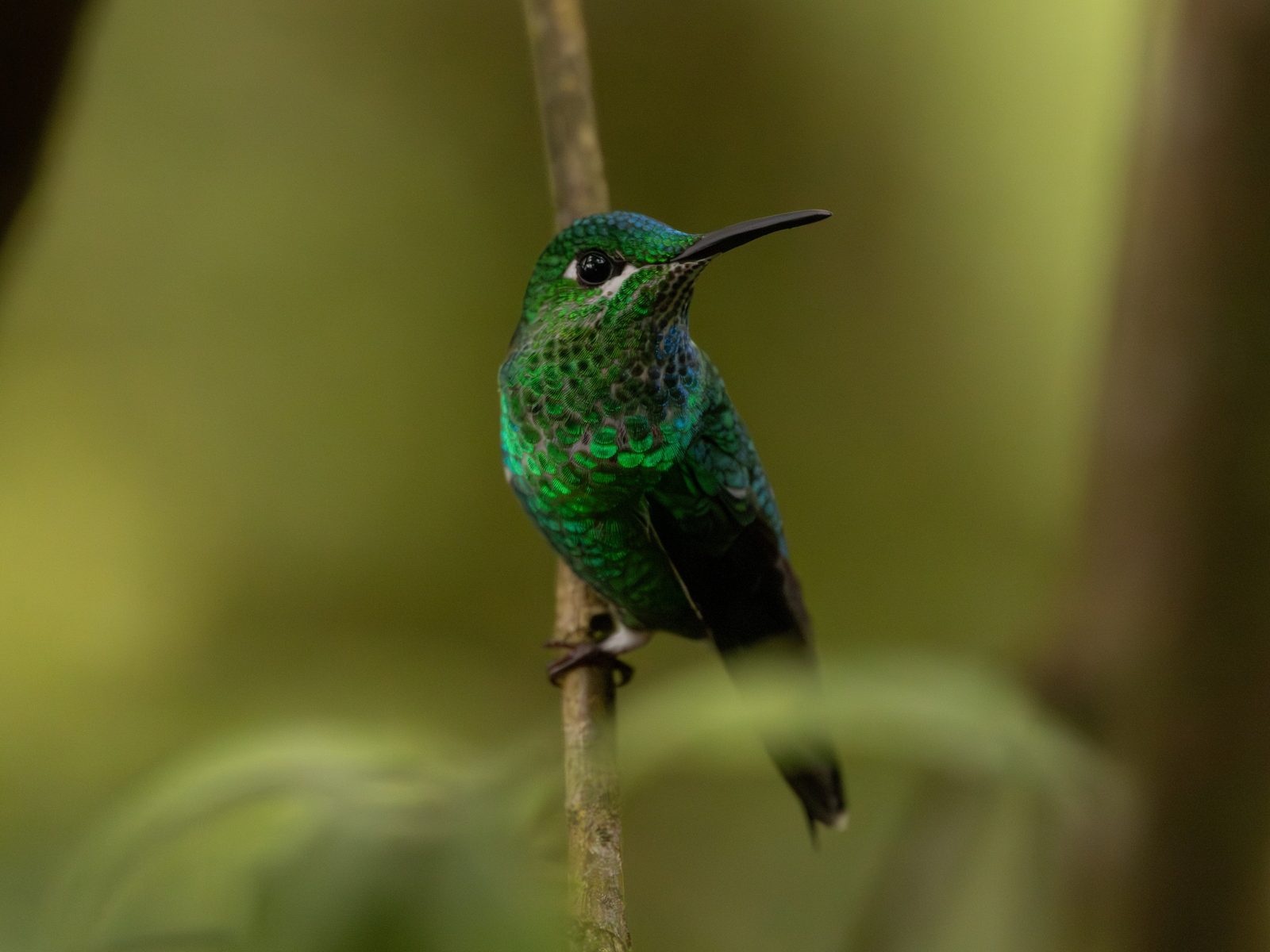 Green-crowned Brilliant