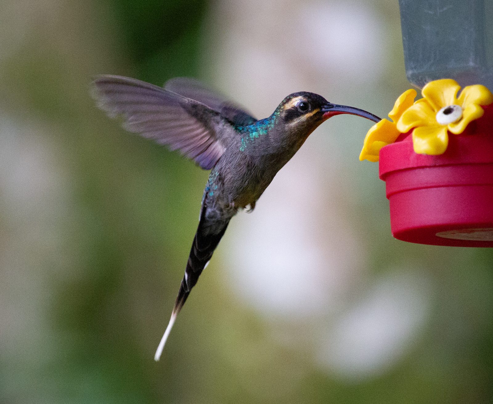 Green Hermit