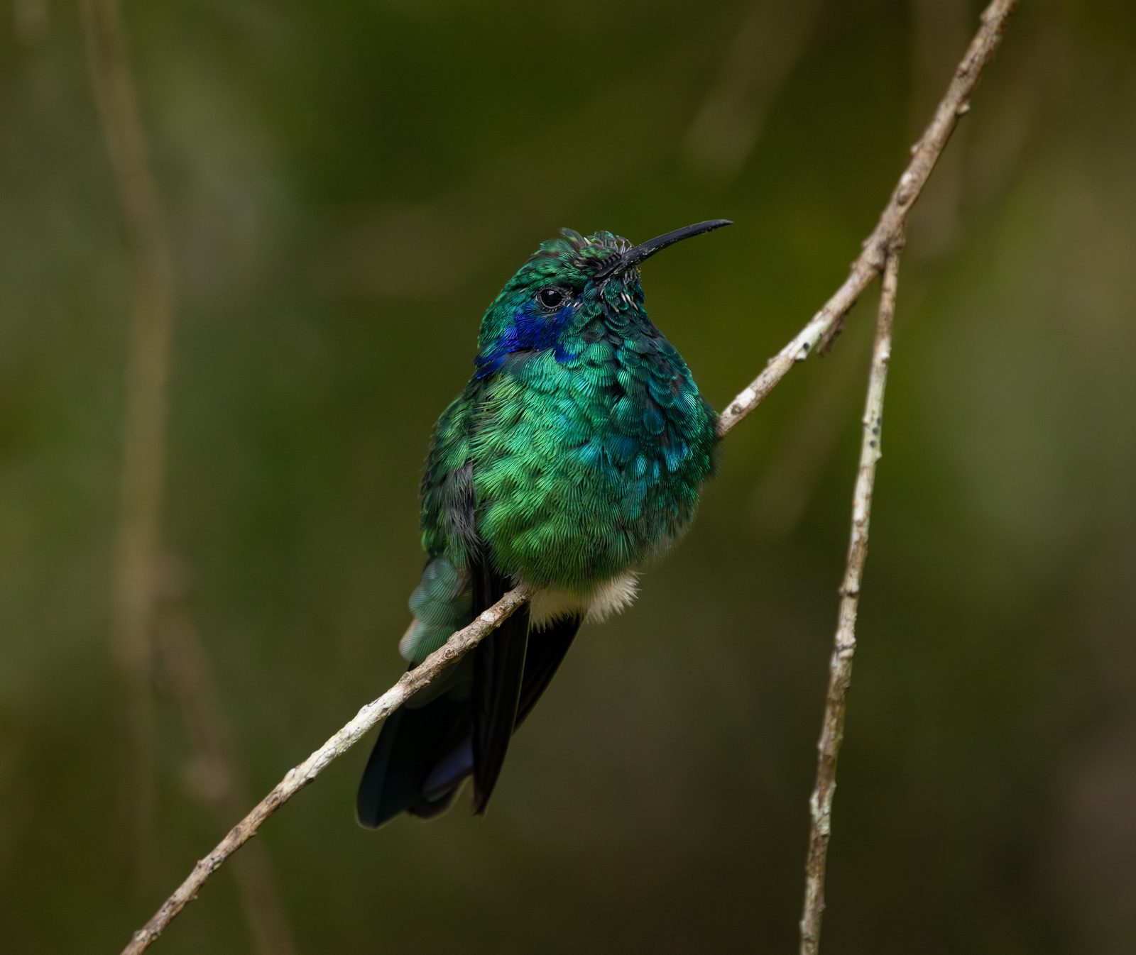 Lesser Violetear
