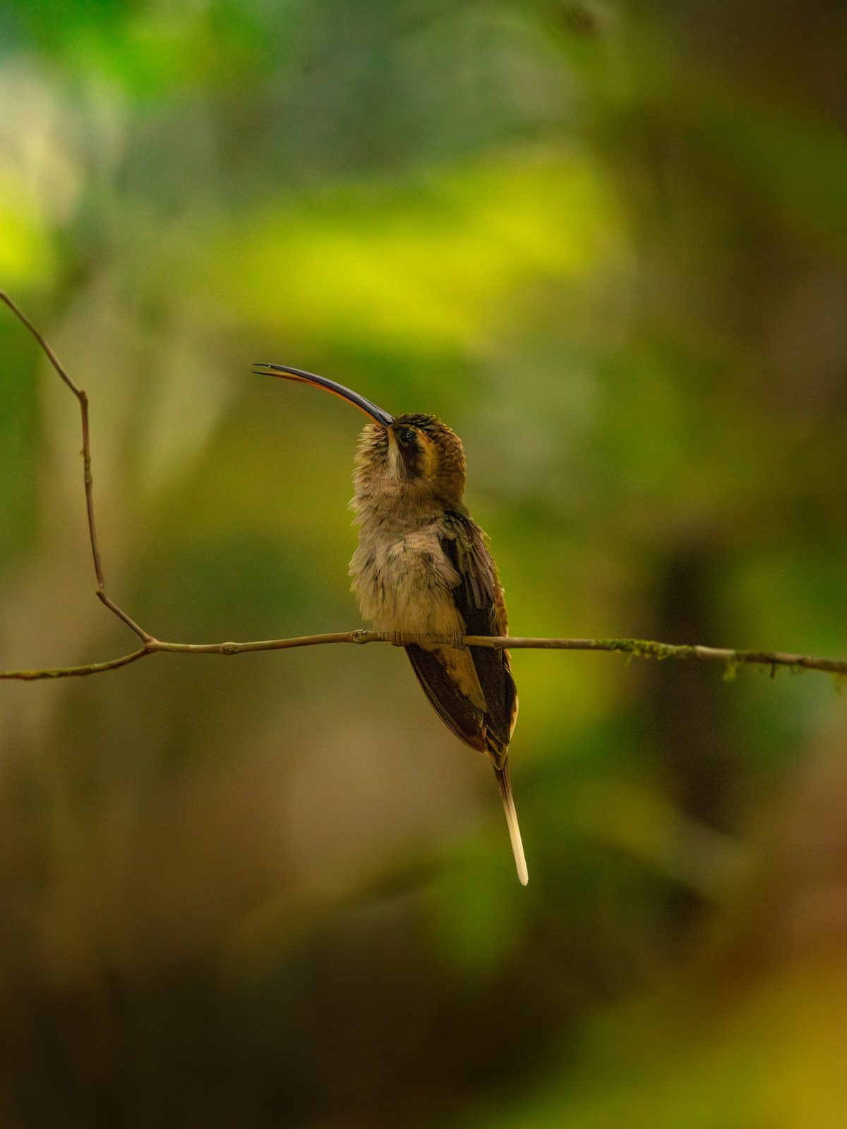 Long-billed Hermit