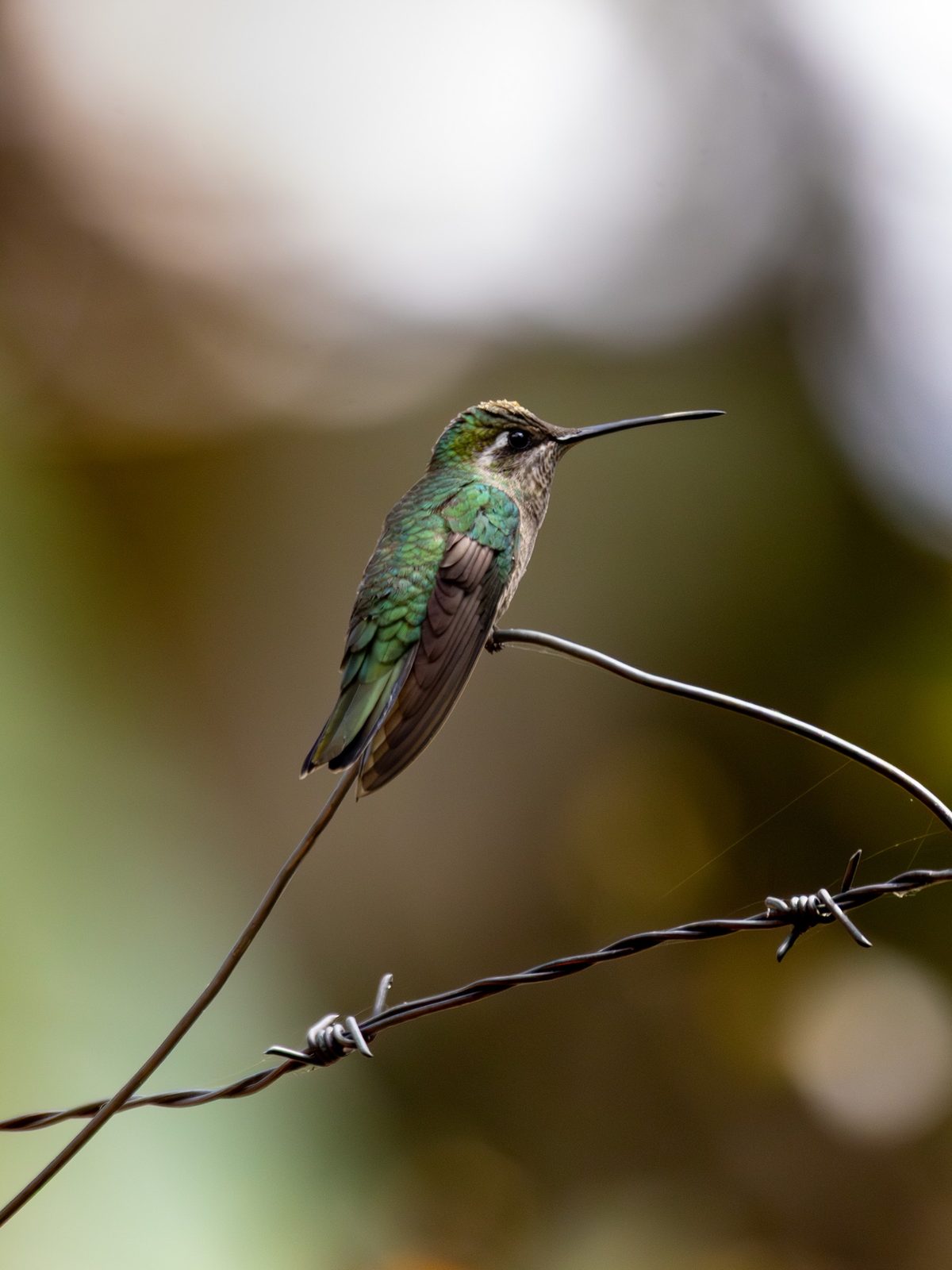 Rivoli's Hummingbird