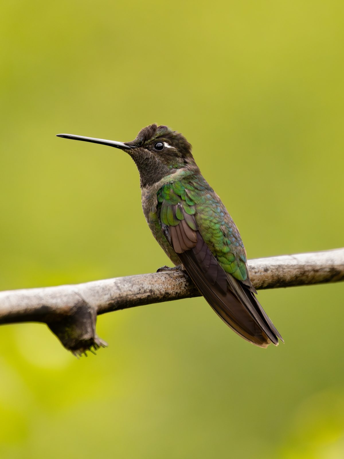 Talamanca Hummingbird