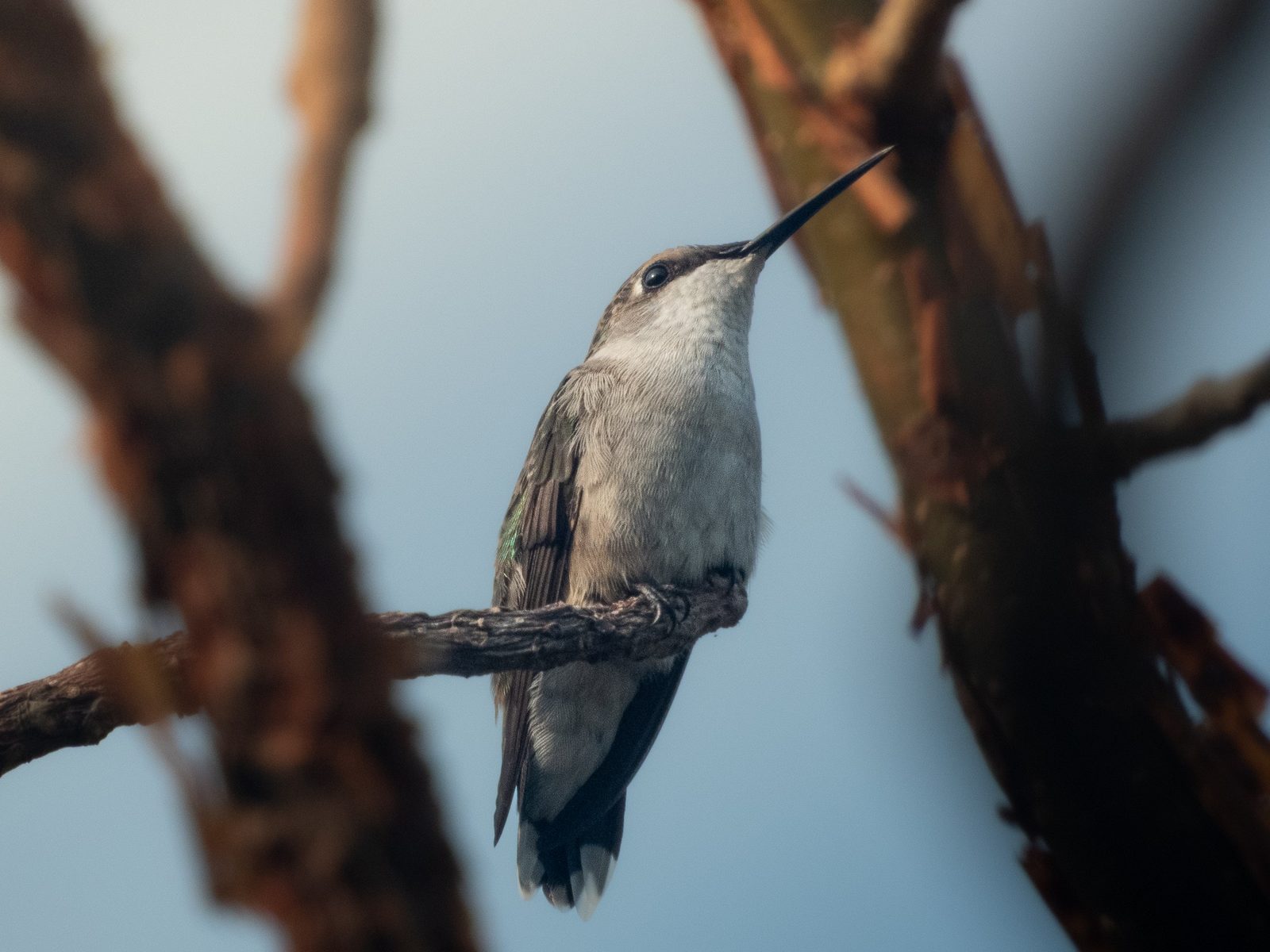 Ruby-throated Hummingbird