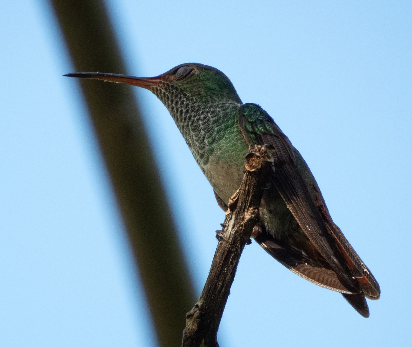 Rufous-tailed Hummingbird