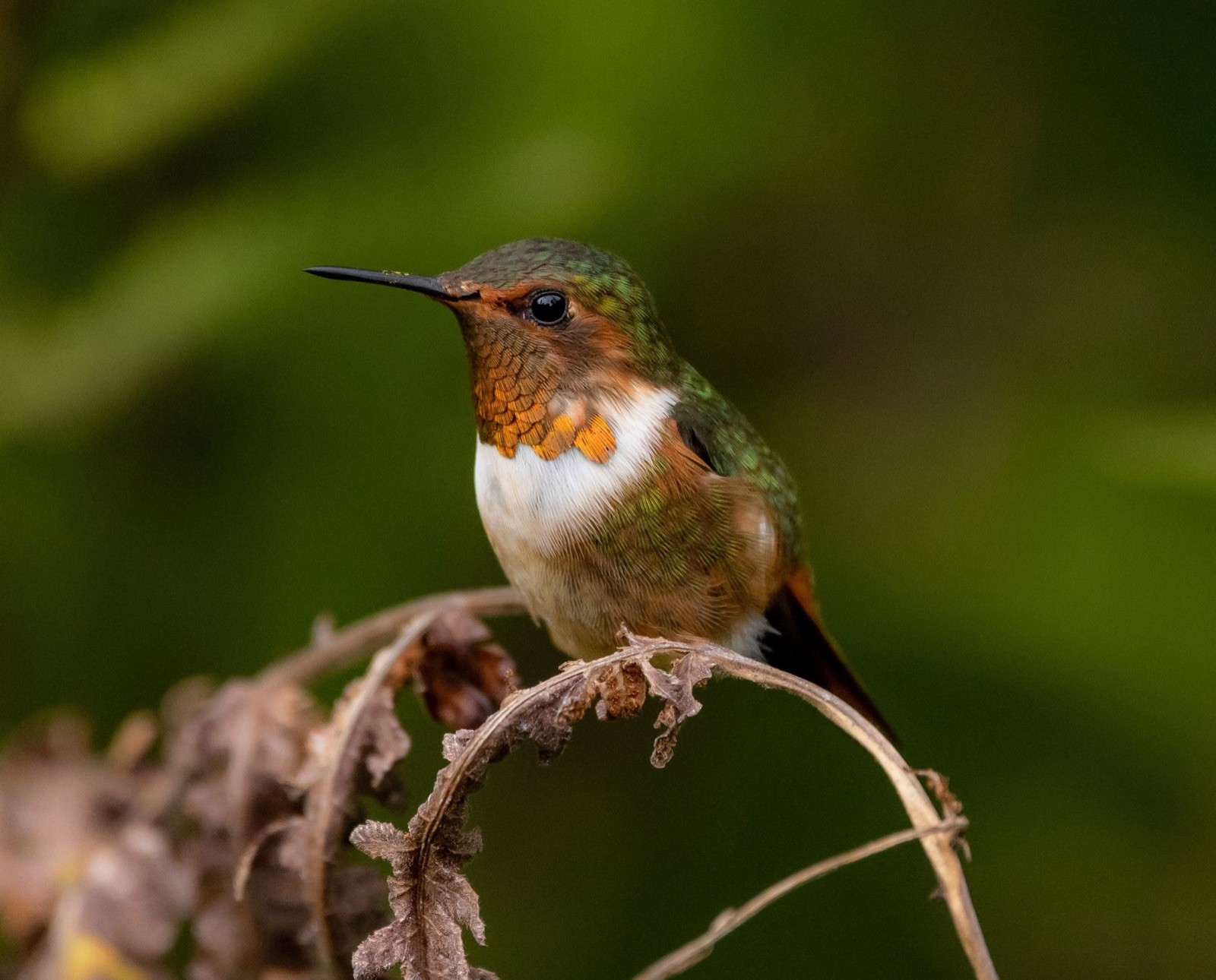 Scintillant Hummingbird