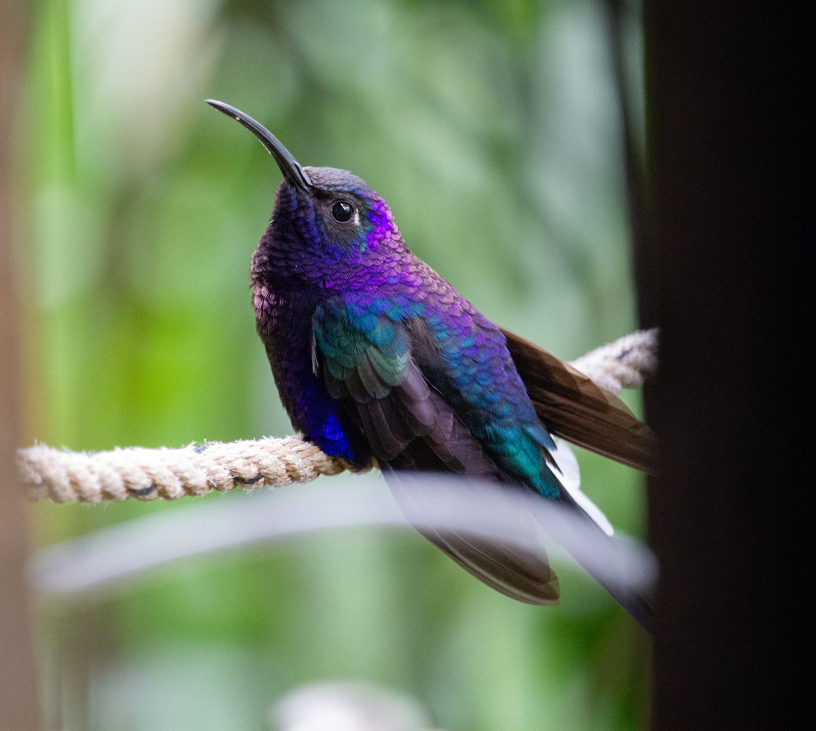 Violet Sabrewing