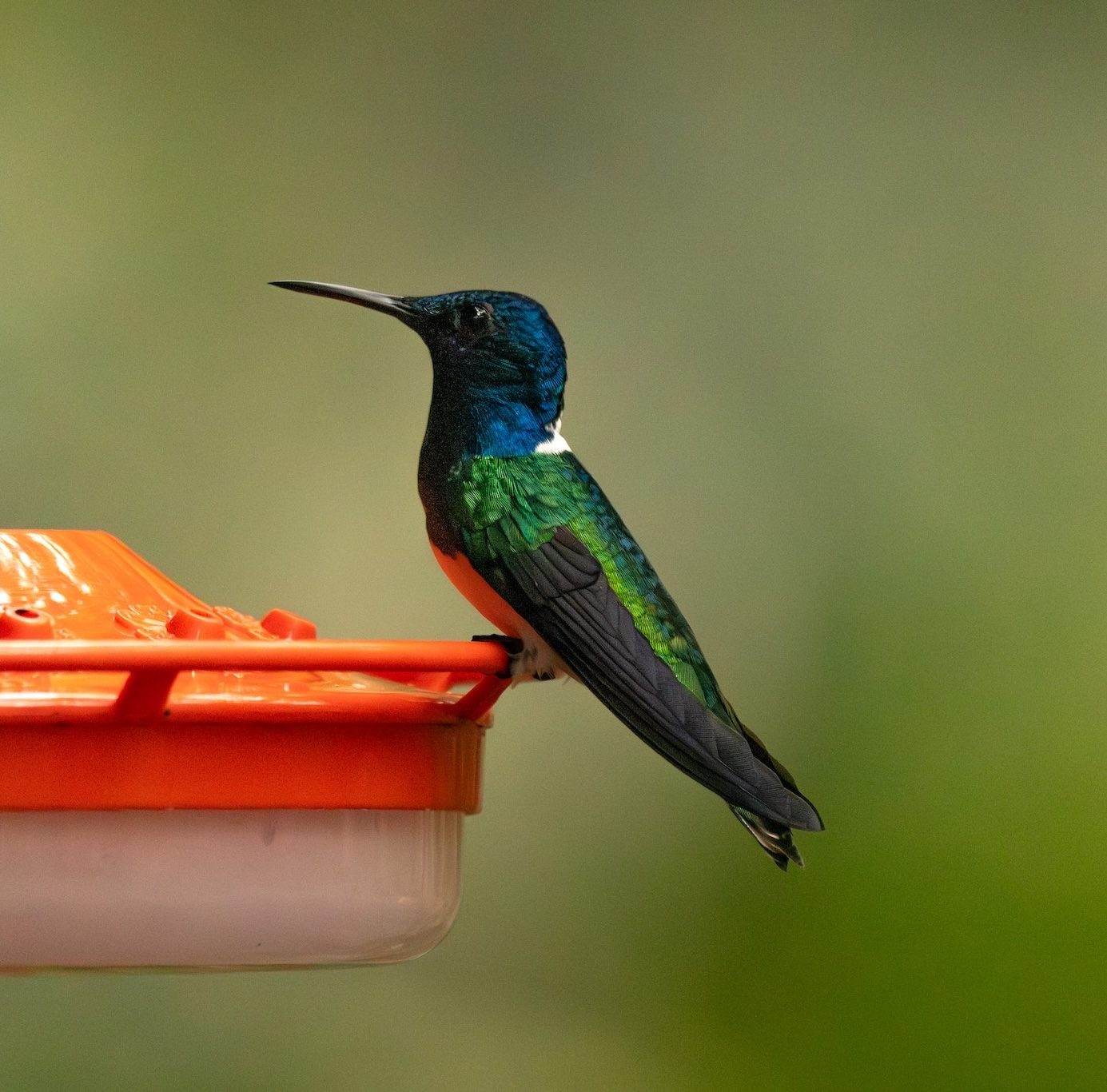 White-necked Jacobin