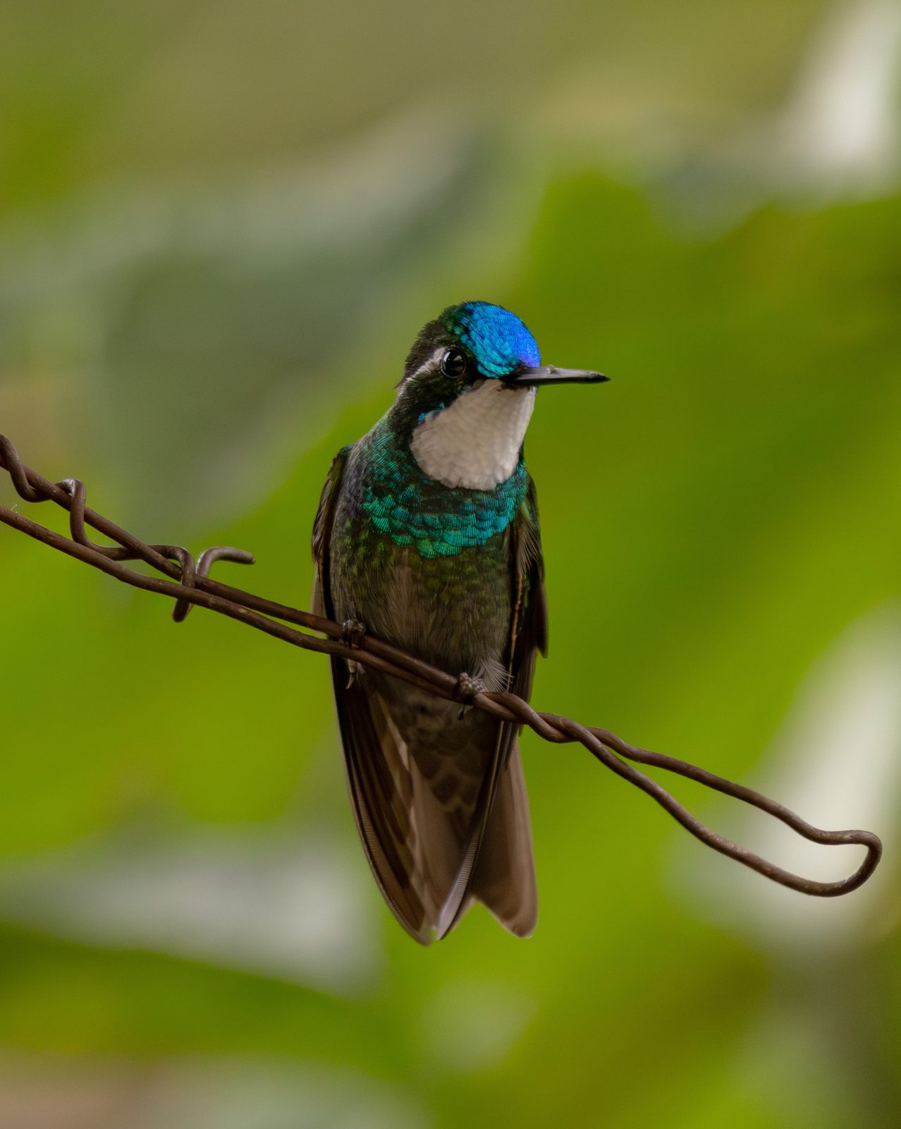 White-throated Mountain-gem